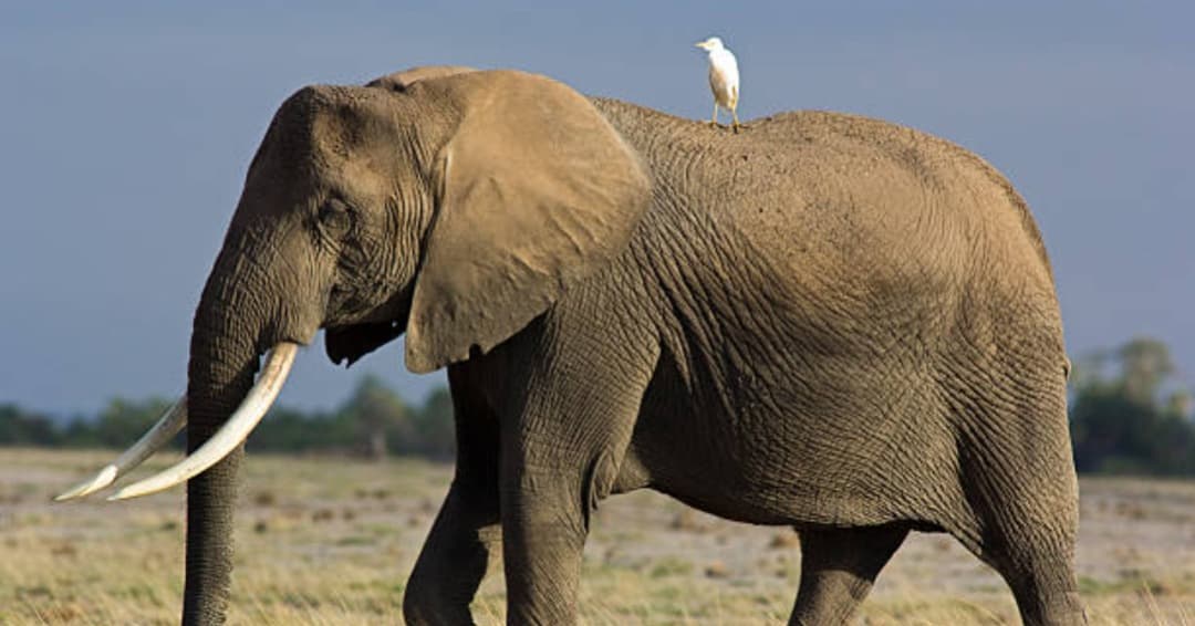 An Introduction to Ibis for Python Programmers